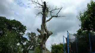 Large Oak Dismantle - Time Lapse