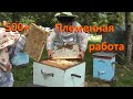 Как резко увеличить медопродуктивность пчёл?