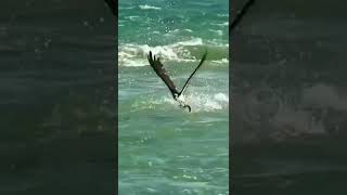 صقر يصطاد سمكة بطريقة رائعة A hawk catches a fish in a wonderful way