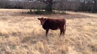 Reg. Miniature Shorthorn cattle in Greenville Texas