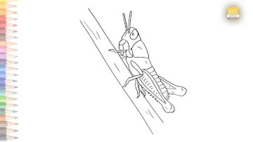 Young Grasshopper drawing | How to draw A Grasshopper step by step | drawing tutorials | art janag