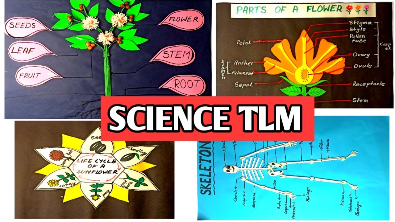 Science TLM parts Of A Plant Parts Of A Flower Skeleton Model