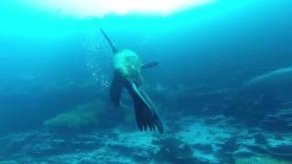 Diving Floreana, Galapagos