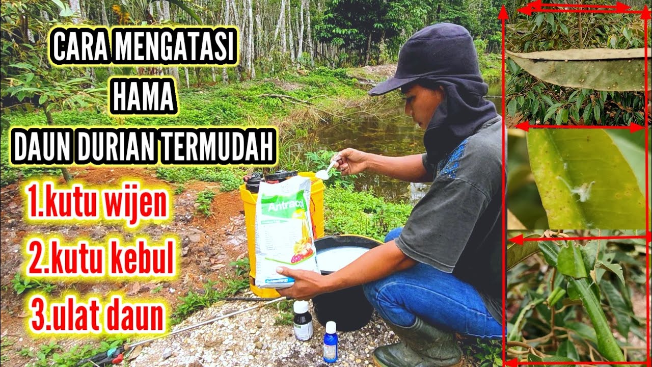 CARA MENGATASI HAMA DAUN DURIAN TERMUDAH
