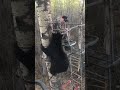 Hunter Experiences Close Encounter With Bear in Tree Stand - 989387