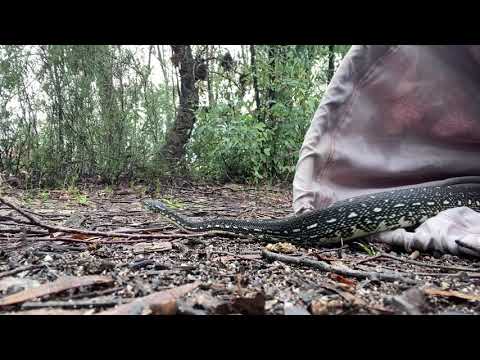 Relaxing video of Diamond Python