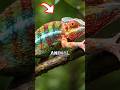 This Animal Doesn’t Change Color for Camouflage 😱 #chameleon #animalfacts #wildlife #facts #fyp