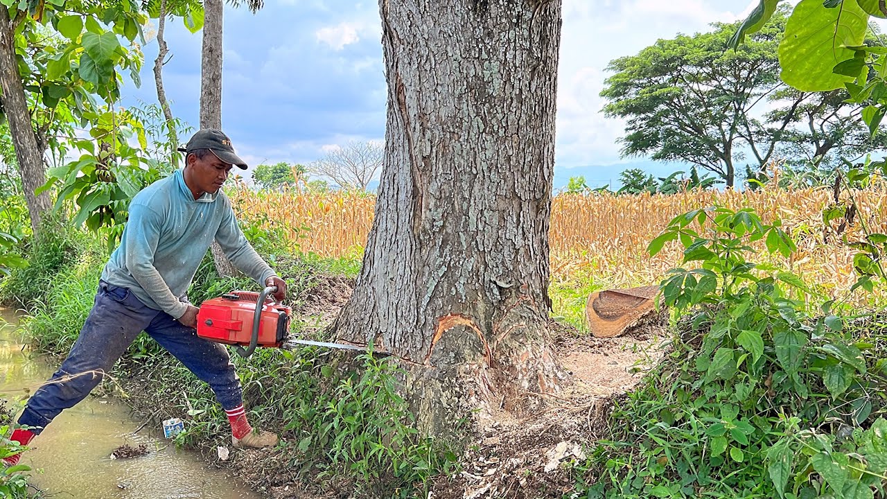 Almost turning back!! Cut down the old trembesi tree. - YouTube