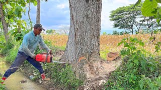 Almost turning back!! Cut down the old trembesi tree.