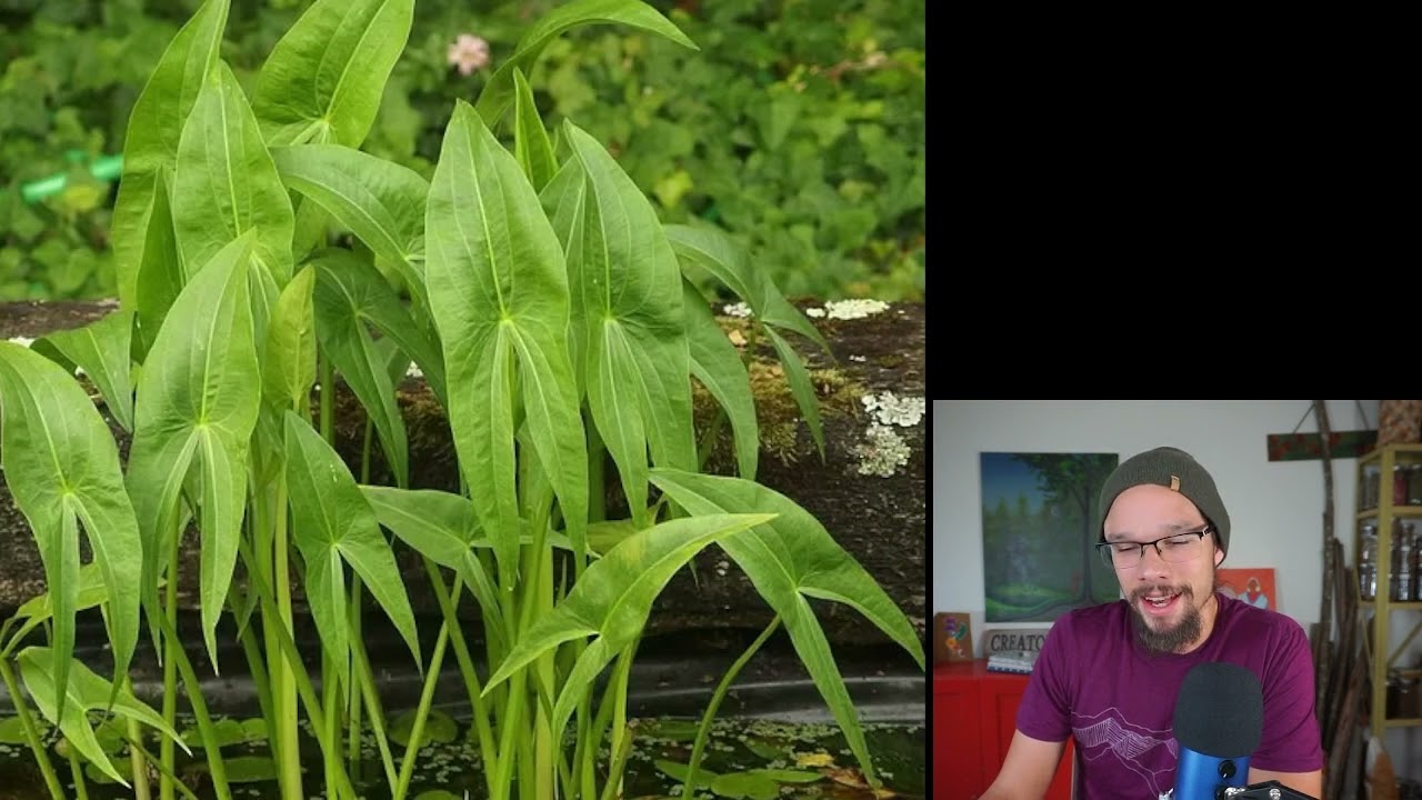 Arrowhead - Ajijaakaadehns, Waapziipin, Waapado - Sagittaria latifolia