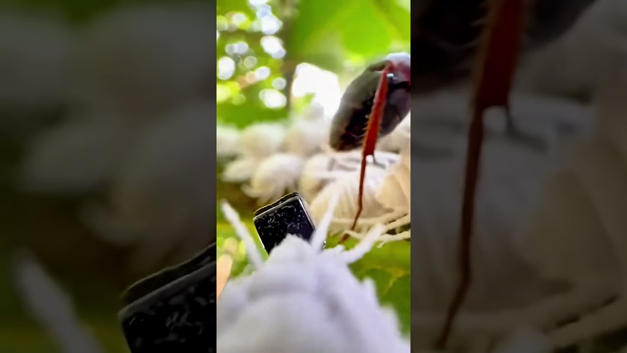 MealybugCam Vlog Tiny Camera on Citrus Mealybug – Waxy Colony Under Leaf