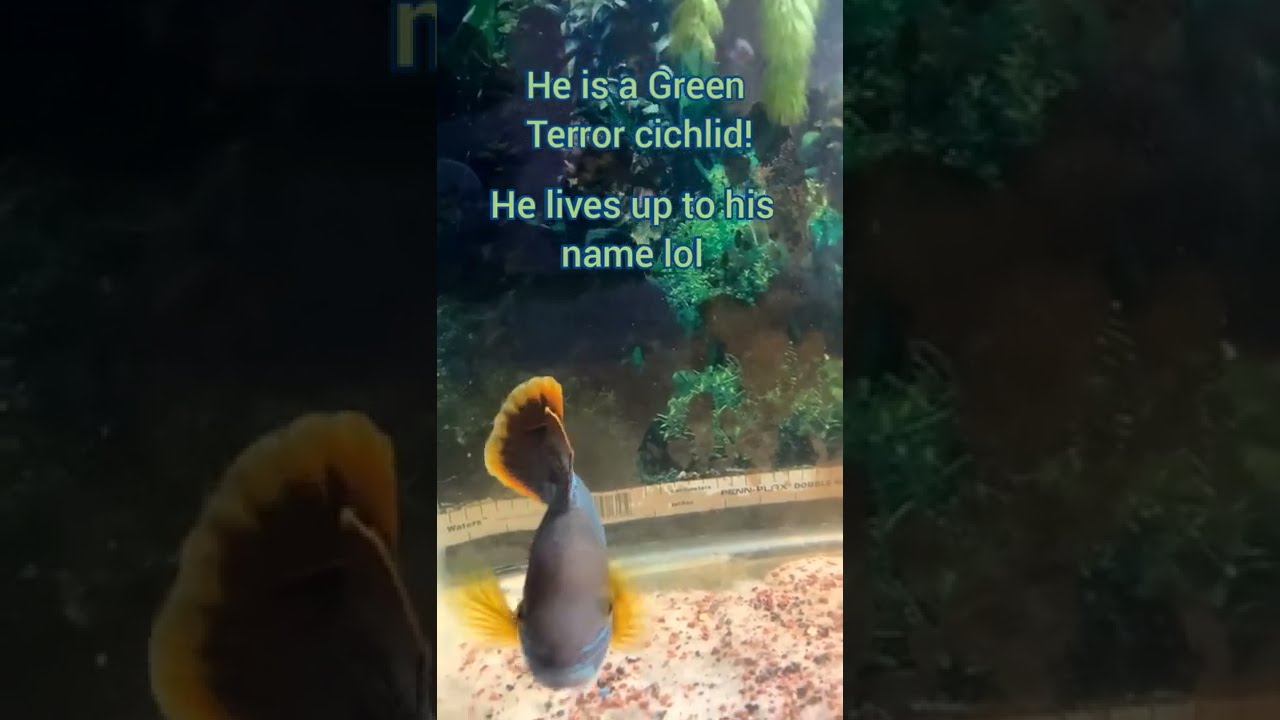 Watch My big fish eat! Green Terror feeding!