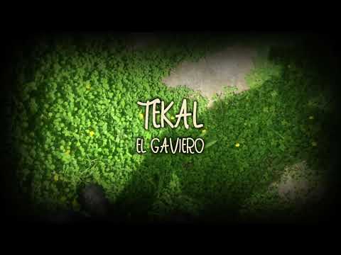 Tekal Official Lyric Video
