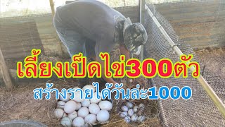 เลี้ยงเป็ดไข่300ตัวสร้างรายได้วันล่ะ1000 ที่รำปรายมาศ บุรีรัมย์