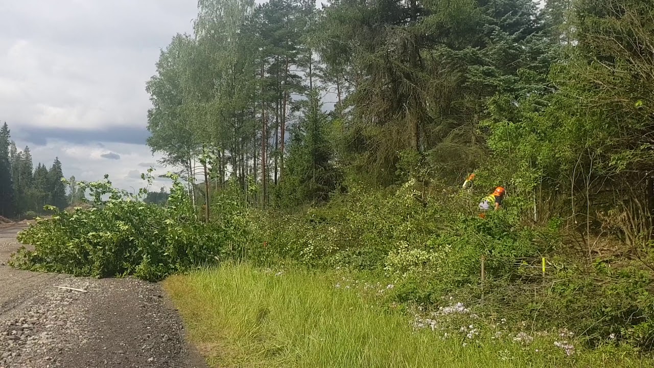 Tree cutting next to my house - YouTube