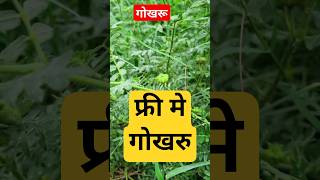 छट गखर आपक आस पस हर जगह ह