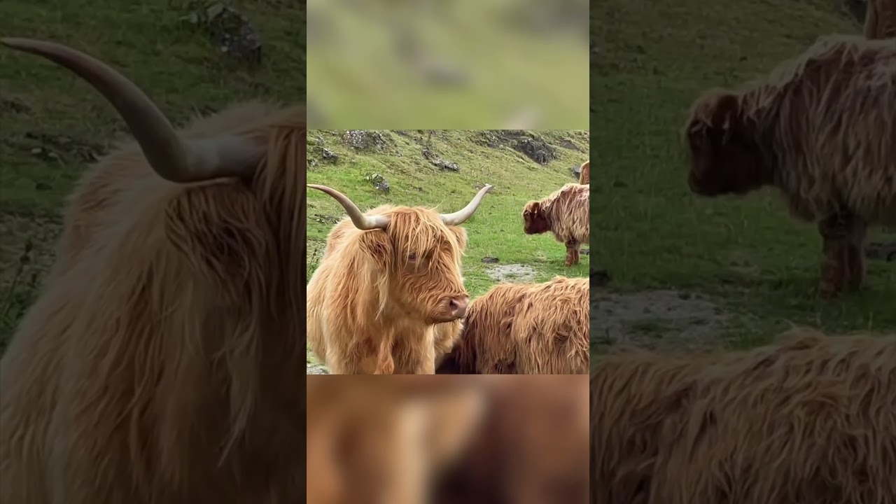 These Highland Coo Herd 