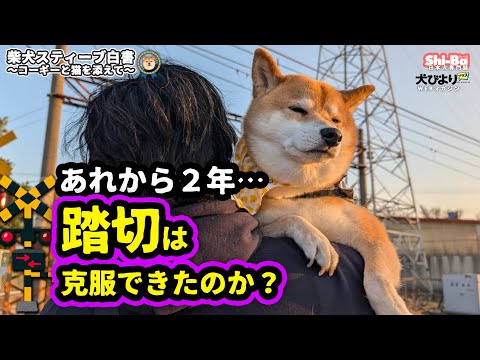 苦手なもんやで【犬びよりプラス】スティーブ白書4コマ連動動画