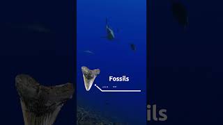 Did You Know That Sharks Don't Have Bones? 🦈