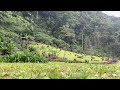 This is what still feels like💚 6 hours of soft rain in Bambito, Panamá🌧️