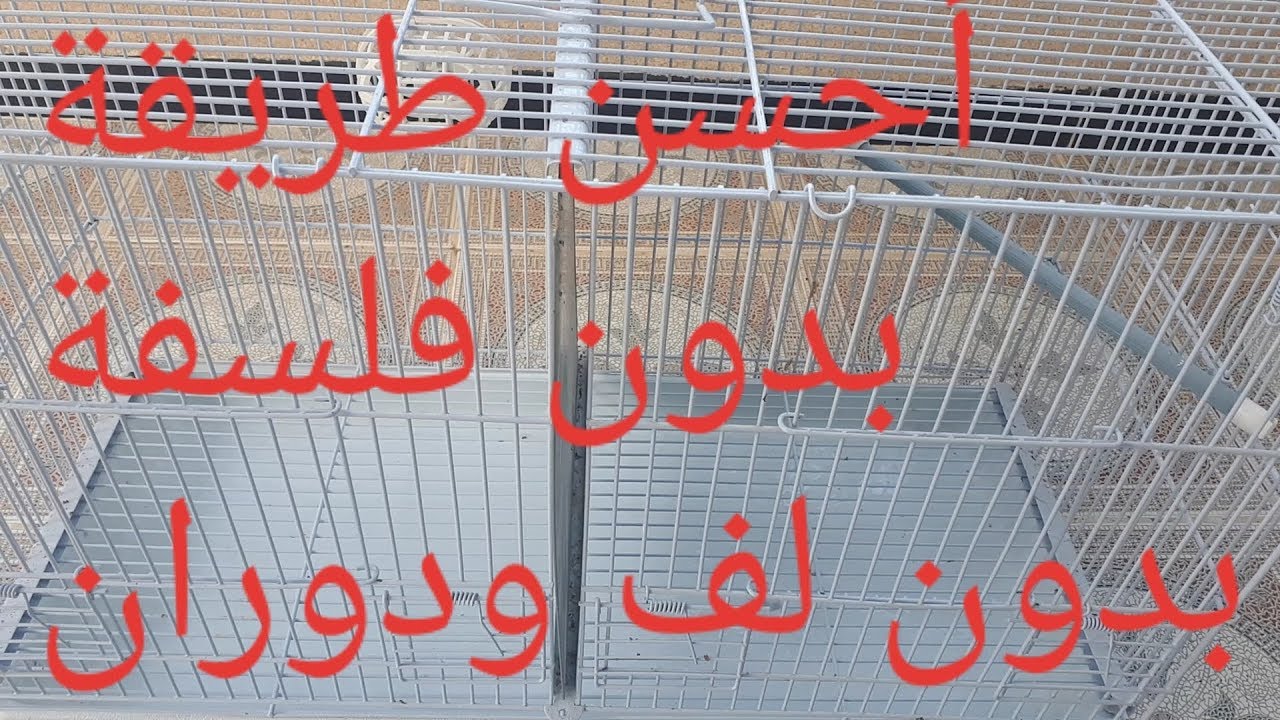 هذه الطريقة ستضمن بها انتاج الحسون داخل القفص