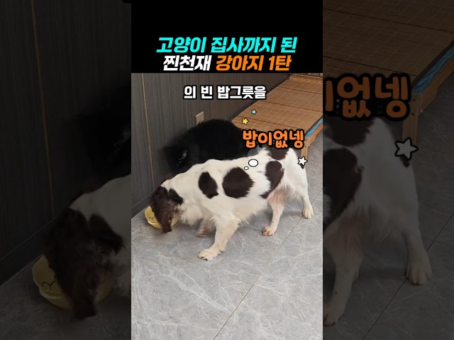 하다못해 고양이까지 키우는 천재 강아지
