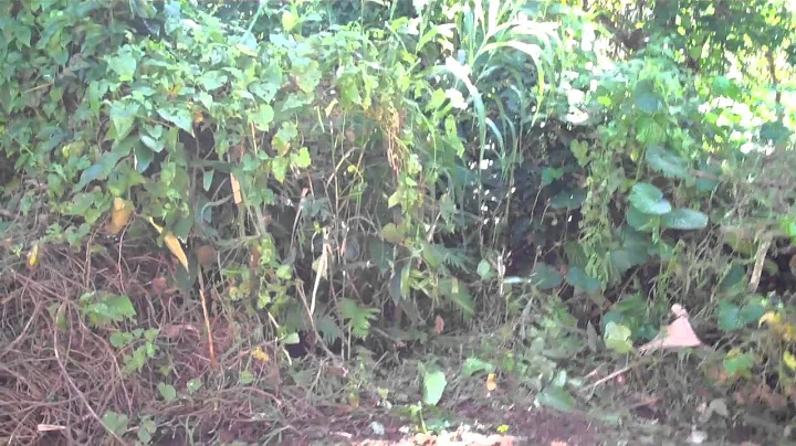 Ventilation Improved Pit Latrine