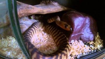 Jungle Jag Carpet Python/ Woma Python FEEDING