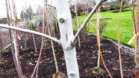 Tree Pruning Basics.mpg