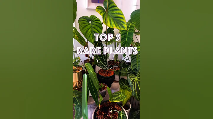 Top 5 BEST Rare Plants for Beginners