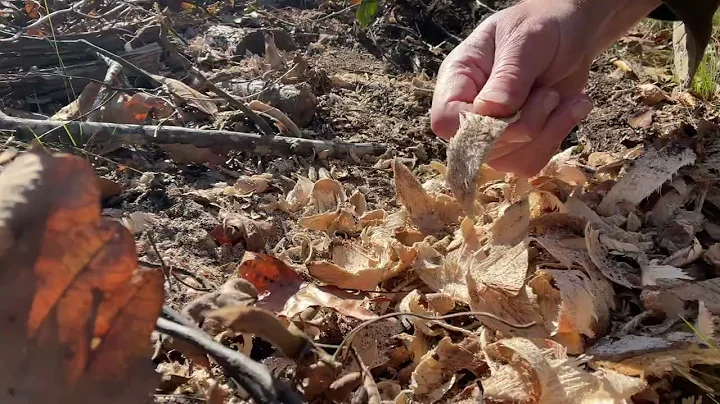 MechMaxx SG24 | Removing Stumps on Trails and Homesite | E14