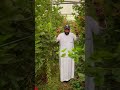 التوت الاسود في السعودية النماص لاحق L And S التوت الاسود في السعودية النماص لاحق L And S
