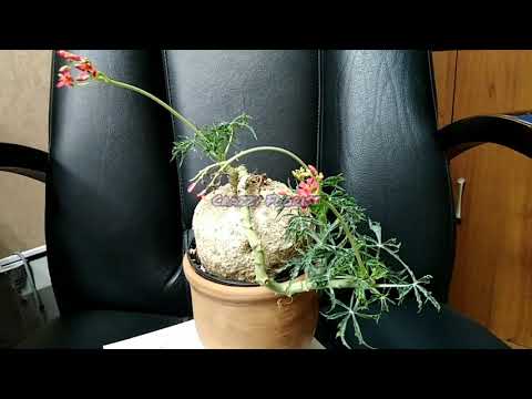 Видео: Къде се отглежда растението Jatropha?