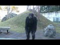 パンくんの暮らし　阿蘇カドリー・ドミニオン　チンパンジー