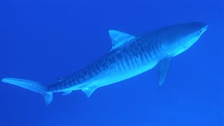 Best of diving south Maldives (HD) @VincentRemede