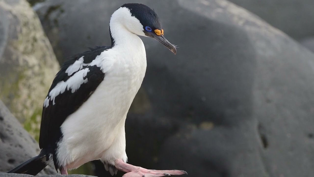 Protect Aussie marine life at Heard and McDonald islands