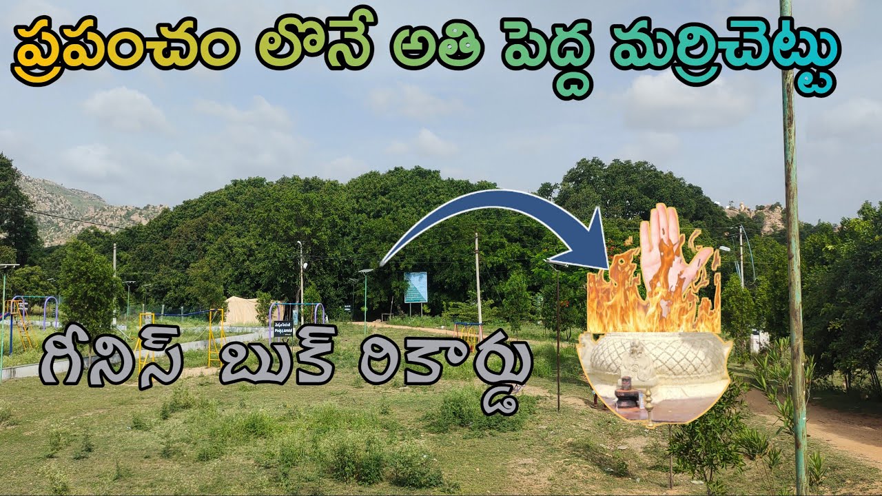 Thimmamma marrimanu ప్రపంచంలోనే అతిపెద్ద మరీ చెట్టు (Part-1)