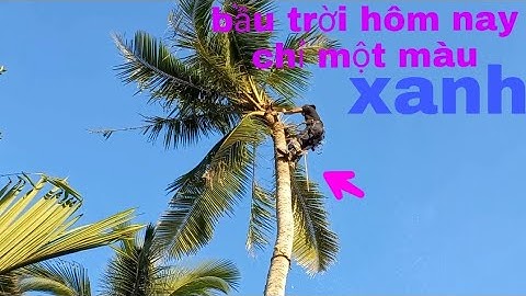 Cưa cây dừa lão cao 15m nghiêng vào nhà quá nguy hiểm|Huy Nguyễn Bến Tre#cưacây#cuacay