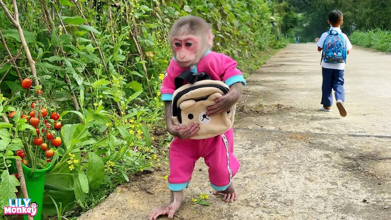 Lily helps Dad harvest tomatoes after school