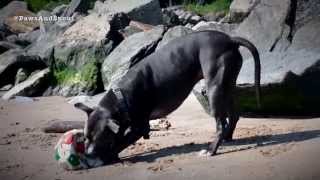 Paws and Snout – Pitbull Soccer Splash [Unofficial World Cup Song]