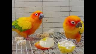 soft food eating screenshot 2