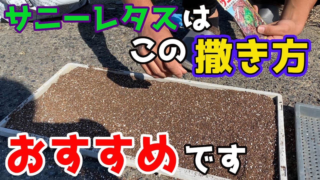【サニーレタス】他の種まきとは違う方法でやっています！【家庭菜園】