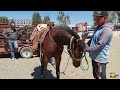 Plaza ganaderala mas grande  de hidalgosolo los mejores animales y mejores precioslos miercoles