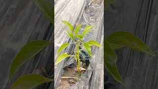 الشطة هو ثمرة نباتات من جنس الفليفلةيستخدم الفلفل الحار على نطاق واسع في العديد من المأكولات كتوابل