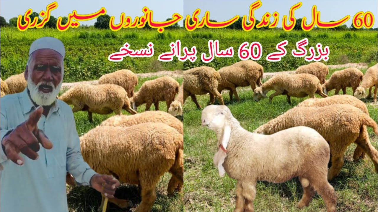 Chatting with a 60-year-old man and asking him questions about sheep