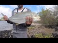 Trevally on Duo Realis Fangpop 105. Nice fight!