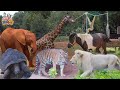 รถไฟสวนสัตว์ |เรียนรู้สัตว์ รถรางสวนสัตว์ - เพลงเด็กพี่นุ่น น้องภูมิ By KidsMeSong