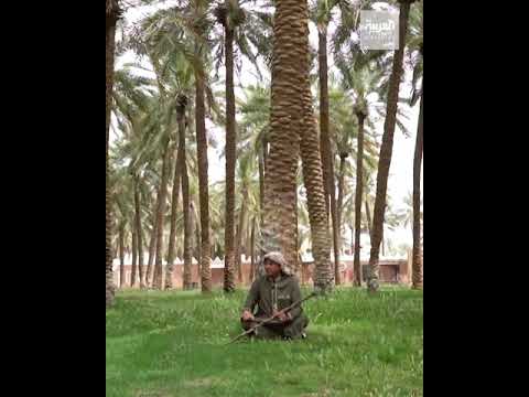 الزعاق اخر البرد برد بياع الخبل عباته وبرد العجوز