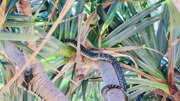 Beautiful Python At SUNSHINE COAST Beach 2018
