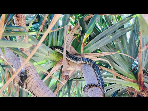 Beautiful Python At SUNSHINE COAST Beach 2018